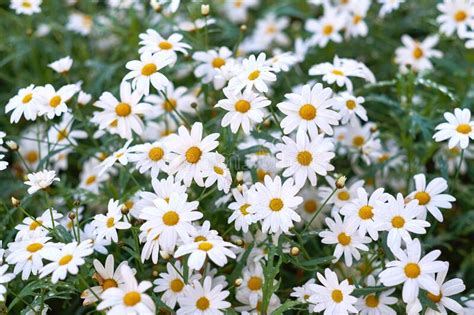 Chamomile Daisy Flowers Growing On A Field Or Botanical Garden In