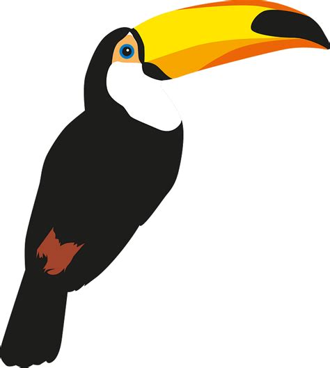 Toucan Clipart Free Download Transparent Png Creazilla