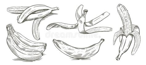 Set Of Bananas Hand Drawn Sketch Vector Stock Vector Illustration Of