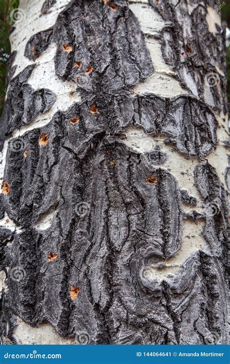 Scarred Aspen Bark Texture Stock Image Image Of Textured 144064641