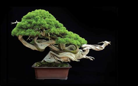 Bonsai Tree Wallpaper 68 Pictures