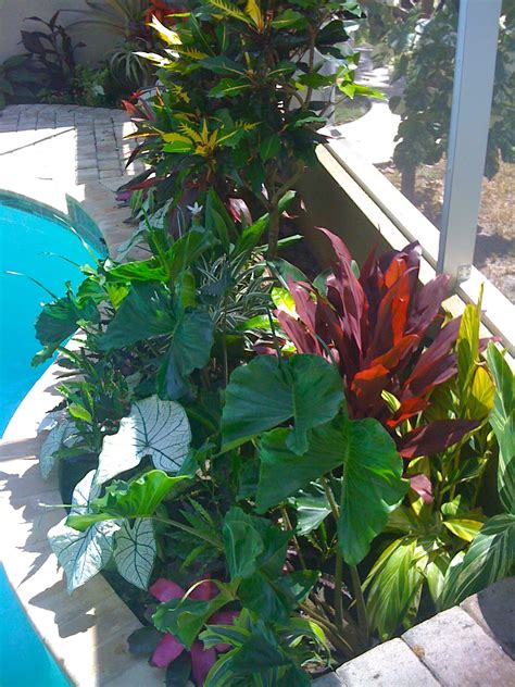 Tropical poolside landscape plantings | Tropical landscaping, Tropical backyard, Tropical ...