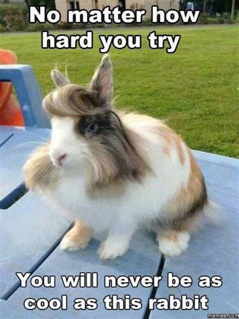 20 Best Images About Funny Rabbit Memes On Pinterest Funny Bunnies