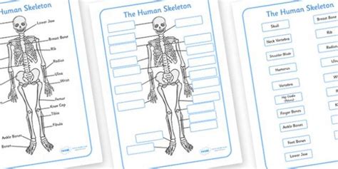 Human Skeleton Labelling Sheet Human Skeleton Labeled Human Skeleton