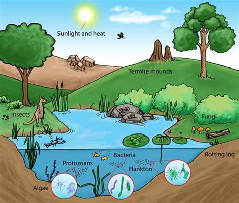 What Are Ecosystems And Why Theyre Important