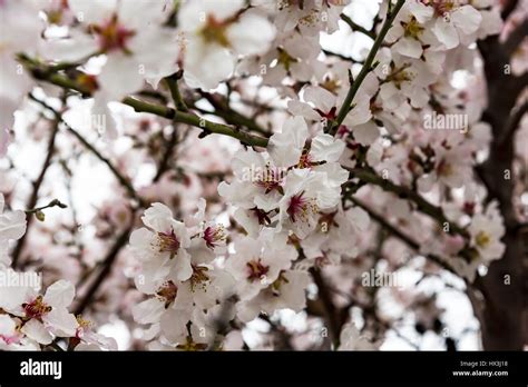 View Of Almond Tree Blooming With Beautiful Flowers In February In The