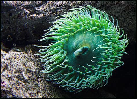 Giant Green Sea Anemone Grüne Riesenanemone Anthopleura X Flickr