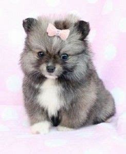 We do hope you have enjoyed this pomeranian questions and answers page. teacup pomsky puppies for sale | Dogs | Pinterest | Pomsky ...