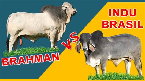 Brahman Cattle Origin Brangus Breed Of Cattle Britannica Brahman