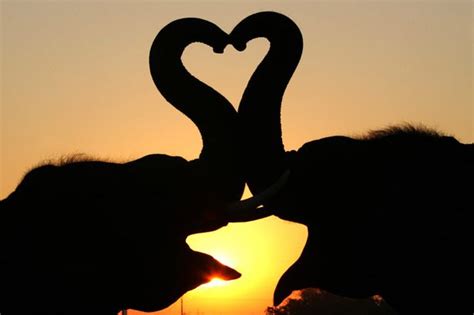 Natures Valentine Incredible Images Show Romance In The Natural World