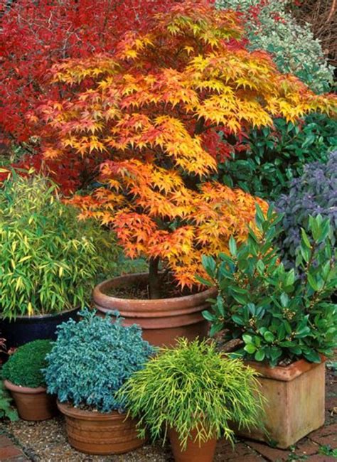 Growing Japanese Maples In Containers · Cozy Little House Maple Tree