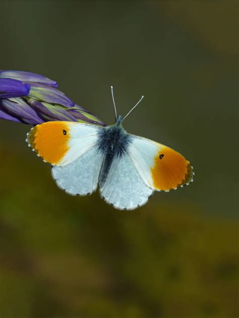 Orange Tip Butterfly By Neil Hulme South Downs National Park Authority