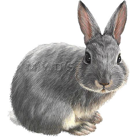 Bunny Free Rabbits Clipart Free Clipart Graphics Images