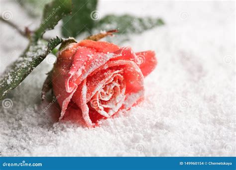 Beautiful Rose On Snow Stock Photo Image Of Mother 149960154