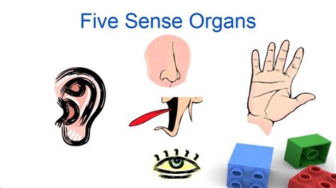 Sense organs for kids, Five senses for preschool and kindergarten ...