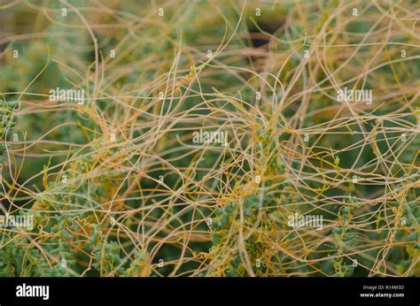 Dodder Cuscuta Sp A Parasitic Plant Stock Photo Alamy