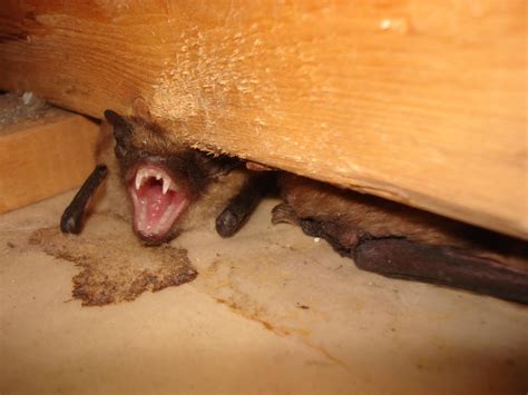 Coquitlam Wildlife Removal How Long Do Bats Live