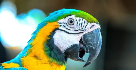 Parrot Animal Facts Az Animals