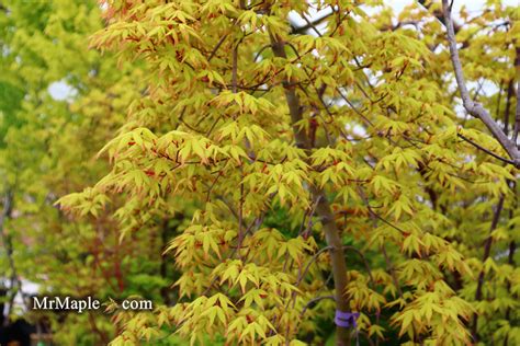 Buy Acer Palmatum Golden Falls Weeping Golden Japanese Maple Mr