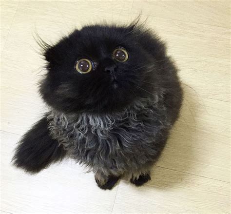 Meet Gimo The Cat With The Biggest Eyes Ever Bored Panda