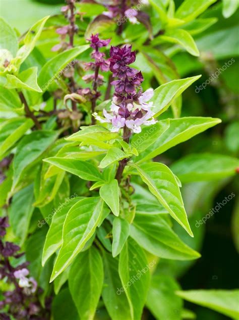 Images Basil Flowers Basil Flowers In The Garden — Stock Photo
