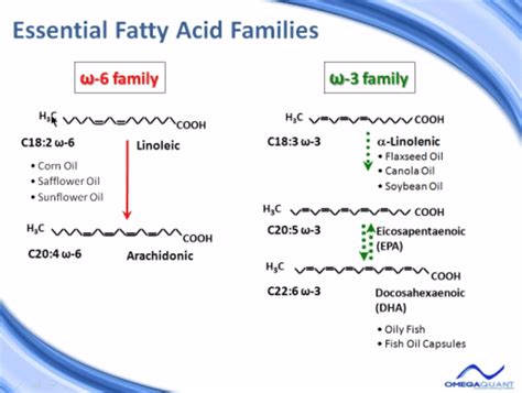 The Basics Of Omega 3 Fatty Acids