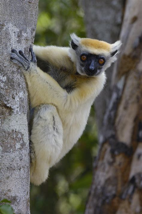 Golden Crowned Sifaka Lemur