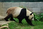 Giant panda (Ailuropoda melanoleuca) - ZooChat