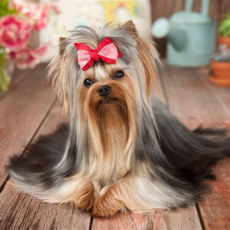 10 Long Haired Dog Breeds Bechewy