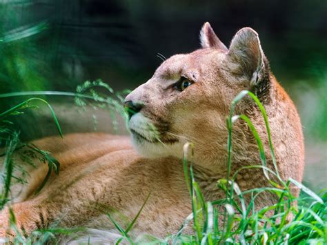 Wallpaper Cougar Rest Grass Look 2880x1800 Hd Picture Image