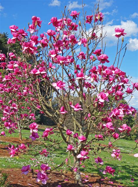 Heres Why You Should Plant A Magnolia Tree In Your Garden Photos