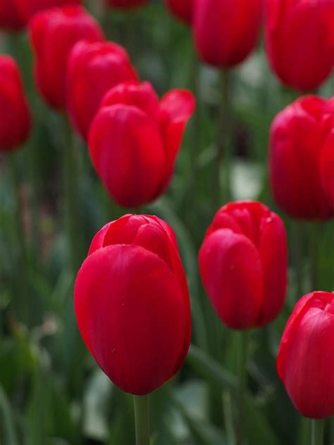 Foto Gratis Tulip Natural Flores Primavera Imagen Gratis En