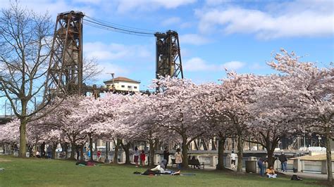 Cherry Blossoms Unite Japan Us Sister Cities Like Portland