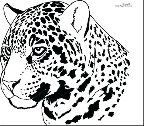 Cheetah Drawing At Getdrawings Free Download
