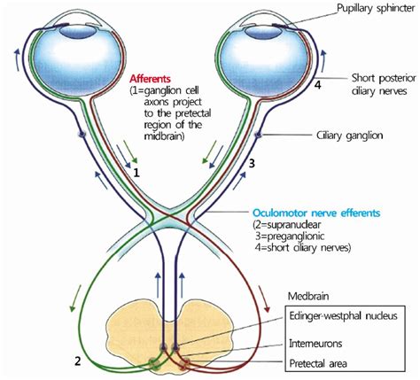 Schematic Drawing Of The Pupillary Light Reflex Pathway By Way Of The