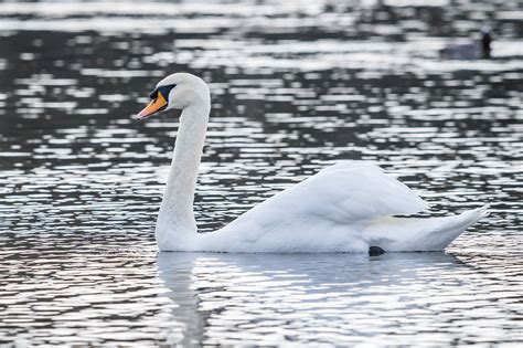 Swan Species List