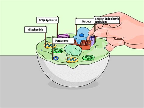 4 Ways To Make A Model Cell Wikihow
