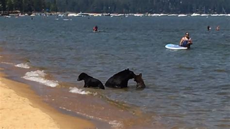 Bears Swimming In Lake Whilst Tourists Watch Youtube