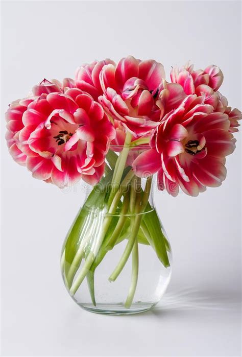 Pink Tulips In A Glass Vase Stock Image Image Of Tulips Glass 213145553