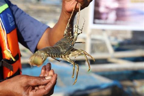 Lombok Sebagai Penghasil Utama Lobster Indonesia Agrozine