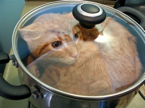Cat In Pot On Stove Myconfinedspace