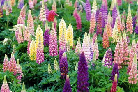 25 Best Flowering Perennials For Season Long Color Hgtv