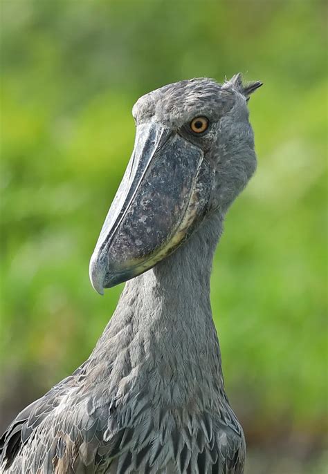 10 Surprising Facts About Shoebill Storks