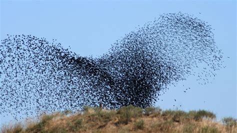 Wallpaper Birds Swarm Flight Take Off Hd Picture Image