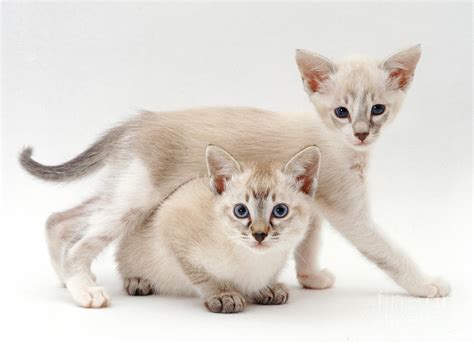 Tonkinese Kittens Photograph By Jane Burton Fine Art America