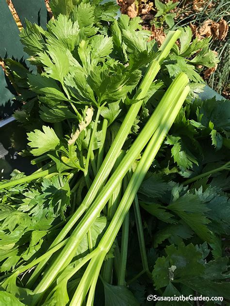 Harvesting Celery Susans In The Garden