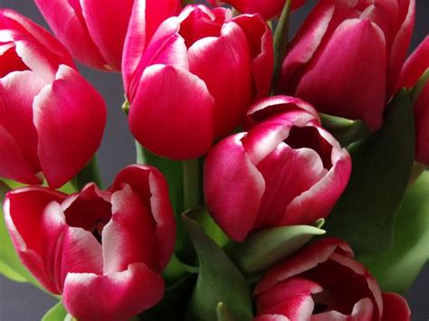Spring Tulips Free Stock Photo Public Domain Pictures