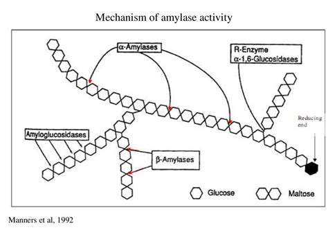Presentation On Amylase Enzyme