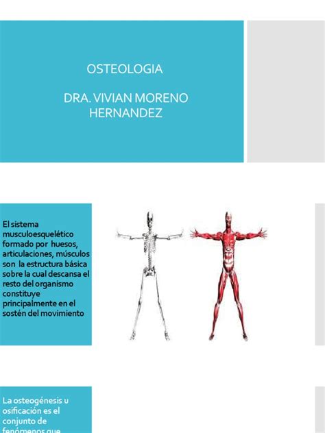Osteologia Pdf Hueso Sistema Musculoesquelético