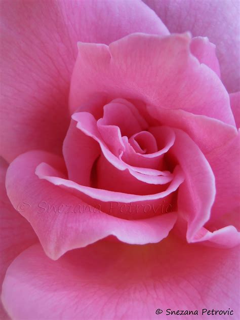 Delicate Rose By Snezana Petrovic On 500px Con Imágenes Rosas